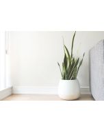 White Ceramic Pot