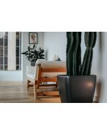 Cream Sofa