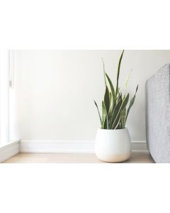 White Ceramic Pot